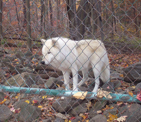 Lakota Wolf Preserve NJ